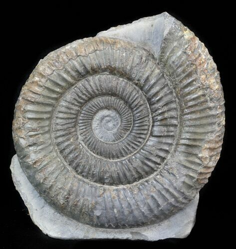 Dactylioceras Ammonite Stand Up - England #38791